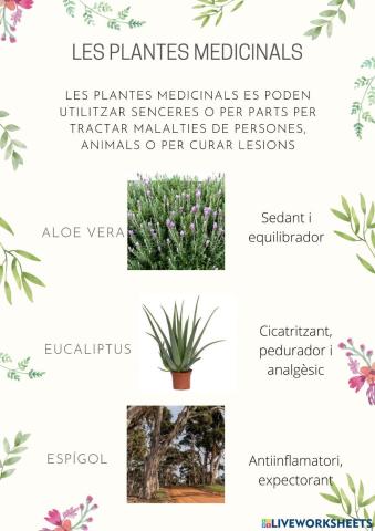 Plantes medicinals