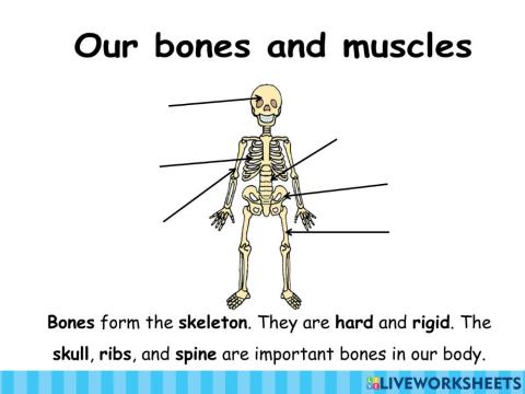 Our locomotor system