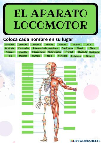 El aparato locomotor