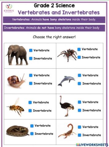 Vertebrates and invertebrates