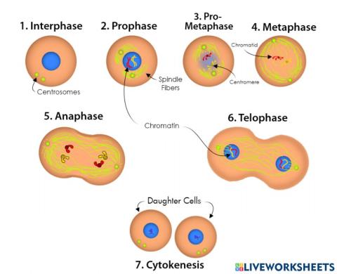 Mitosis