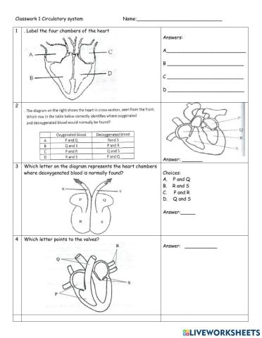 Parts of the heart