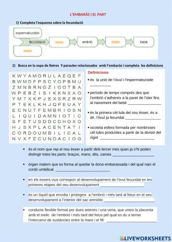 Fecundació, embaràs i part