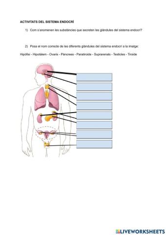 Sistema endocrí