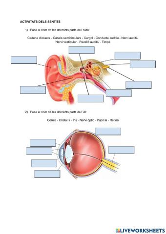 Els sentits: l'oïda i la vista