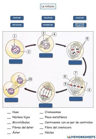 Fases Mitosis