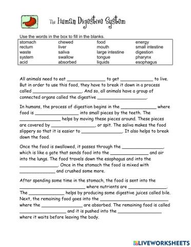 Digestive System Fill in the blanks