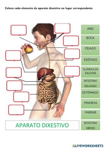 Áparato dixestivo- órganos