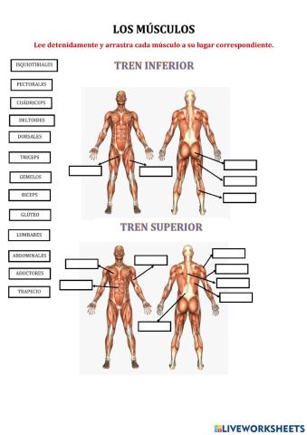 Músculos del cuerpo humano