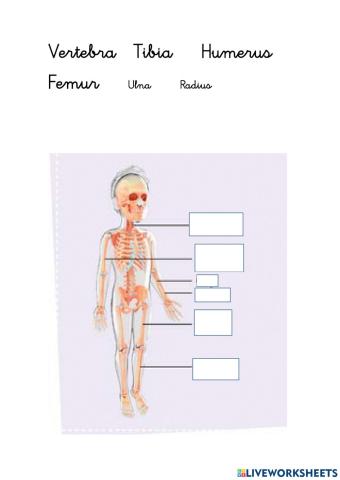 Partes del esqueleto en inglés