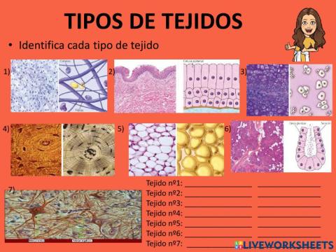 Tipos de Tejidos