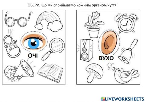 Органи чуття