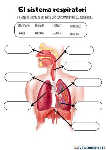 Aparell respiratori