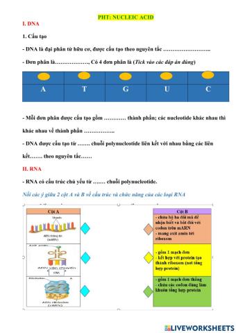 Nucleic Acid