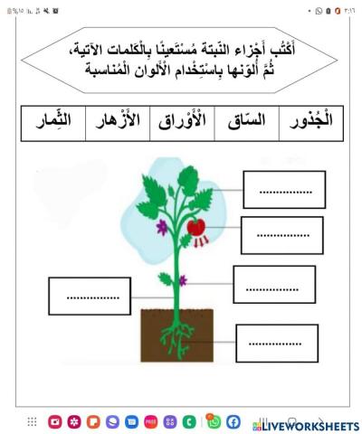 اجزاء النبات