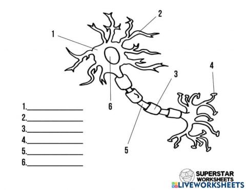 Neuron