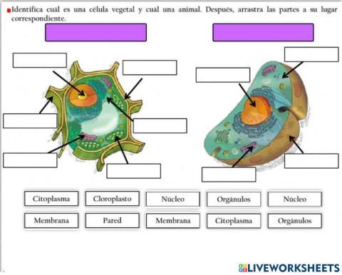 Celula