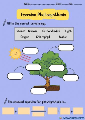 Photosynthesis