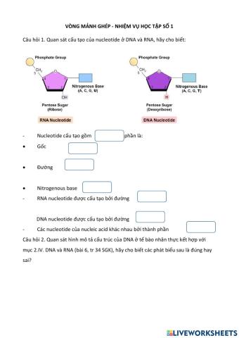 Nucleic acid