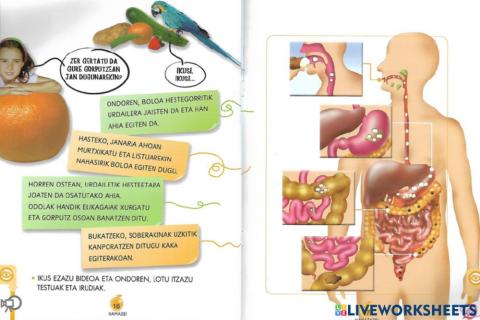 Digestio aparatua