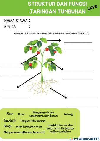 Struktur jaringan tumbuhan