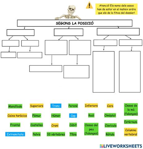 Els ossos segons la posició