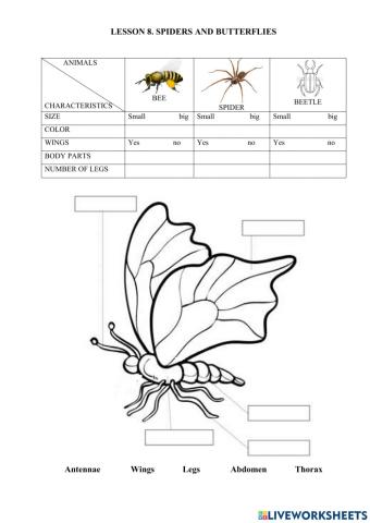 Lesson 8. spiders and butterflies