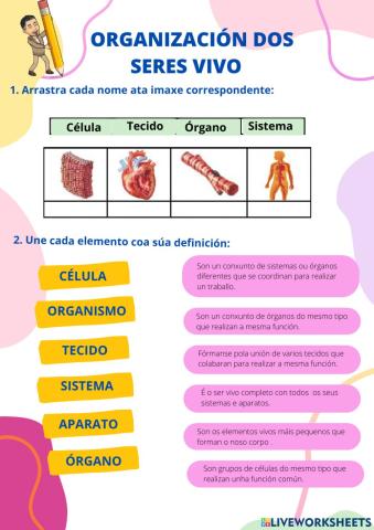 Célula. Organización de seres vivos