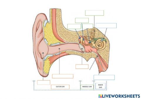 Parts of the ear