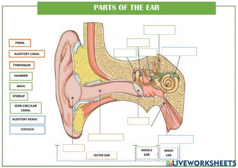 Parts of the ear