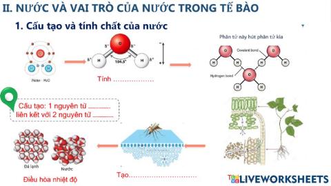 Nuoc & vai tro cua nuoc