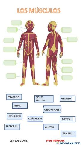 Los músculos
