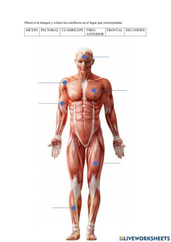 Sistema muscular