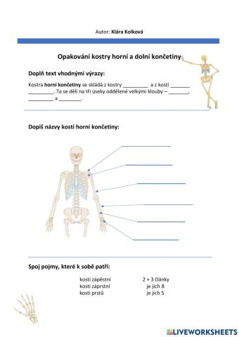 Pracovní list - kostra horní a dolní končetiny