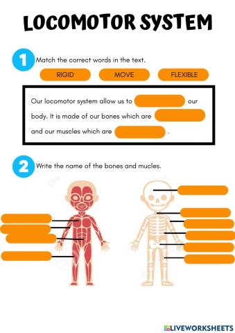 Locomotor system