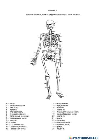 Скелет человека. вариант1.