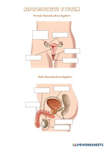 Reproductive systems