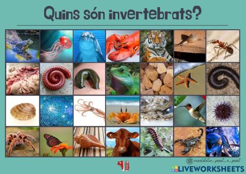 Invertebrats i vertebrats