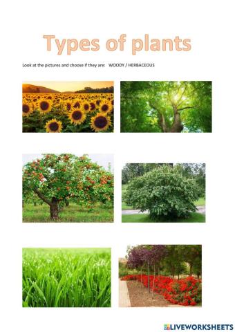 Types of Plants