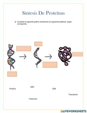 Síntesis de proteínas