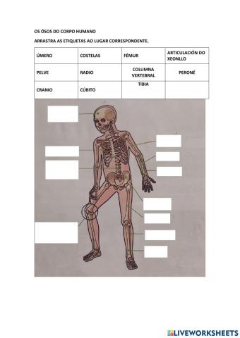 Ósos do corpo humano