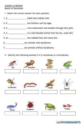 Vertebrates and invertebrates