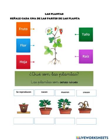 Las plantas