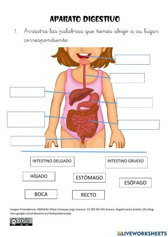 Partes del aparato digestivo