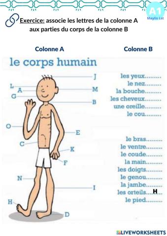 Les parties du corps