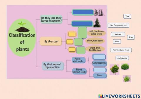 Classification of plants