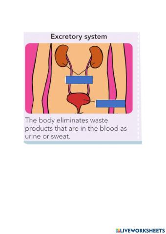 Excretory