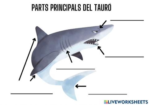 Parts tauró