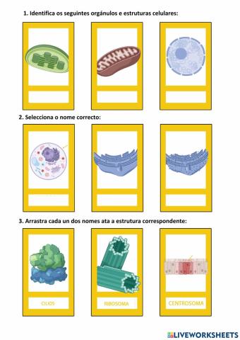 Proba - Identificación de orgánulos