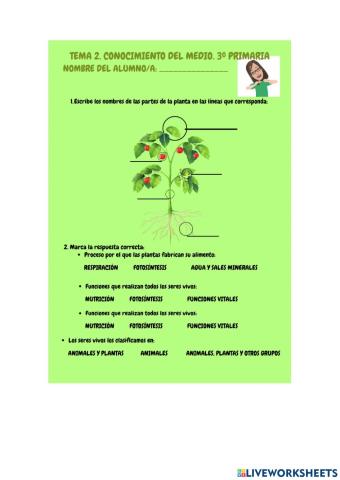 Las plantas 3º primaria